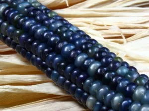 Blue Glass Gem Corn - Zea mays