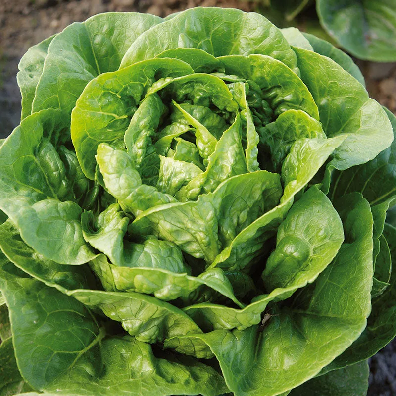 Lettuce Dragoon MTO Organic Seed