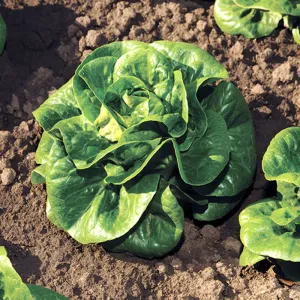 Lettuce Newham MTO Organic Seed