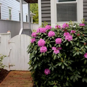 Purple Gem Rhododendron