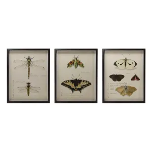 WOOD FRAMED INSECT WALL DECOR- 3 STYLES